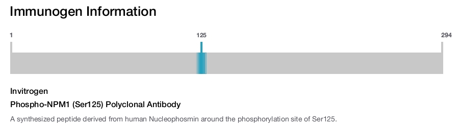 Phospho-NPM1 (Ser125) Polyclonal Antibody