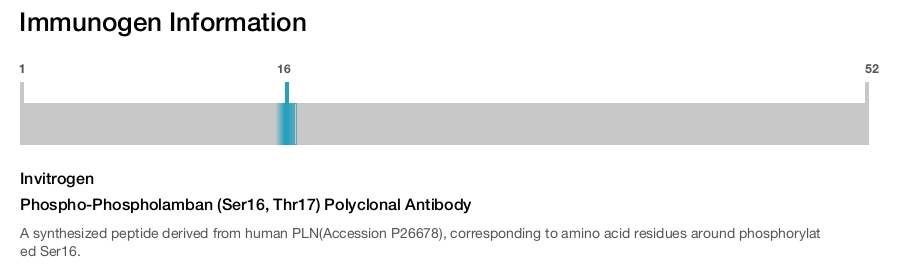 Phospho-Phospholamban (Ser16, Thr17) Polyclonal Antibody