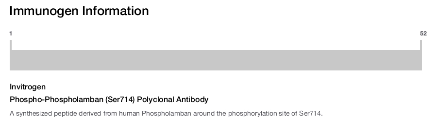 Phospho-Phospholamban (Ser714) Polyclonal Antibody