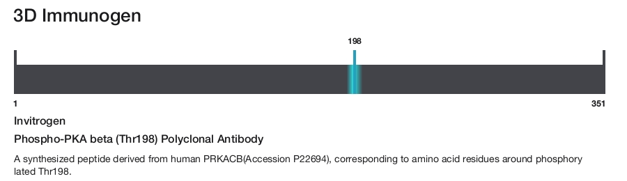 Phospho-PKA beta (Thr198) Polyclonal Antibody