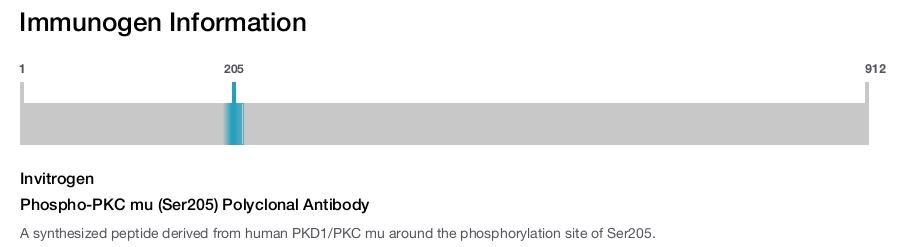 Phospho-PKC mu (Ser205) Polyclonal Antibody