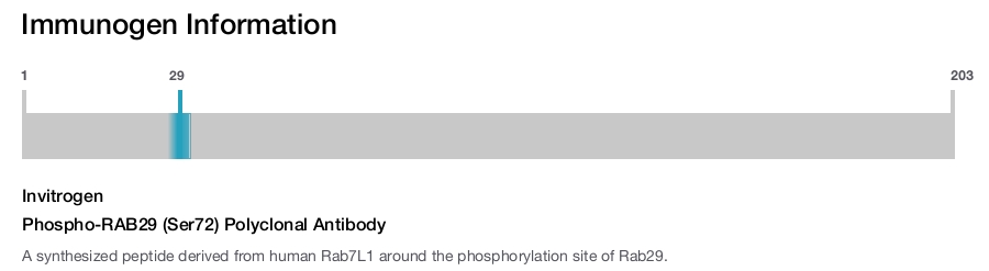 Phospho-RAB29 (Ser72) Polyclonal Antibody