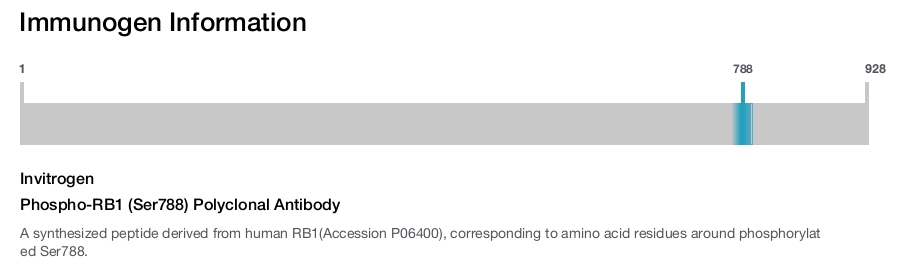 Phospho-RB1 (Ser788) Polyclonal Antibody