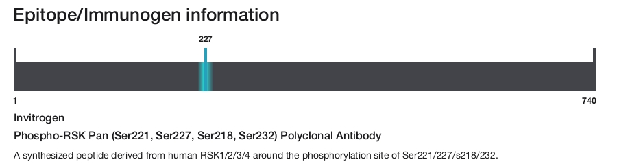 Phospho-RSK Pan (Ser221, Ser227, Ser218, Ser232) Polyclonal Antibody