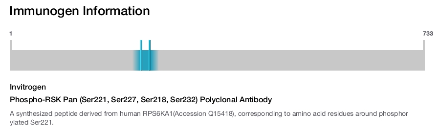 Phospho-RSK Pan (Ser221, Ser227, Ser218, Ser232) Polyclonal Antibody