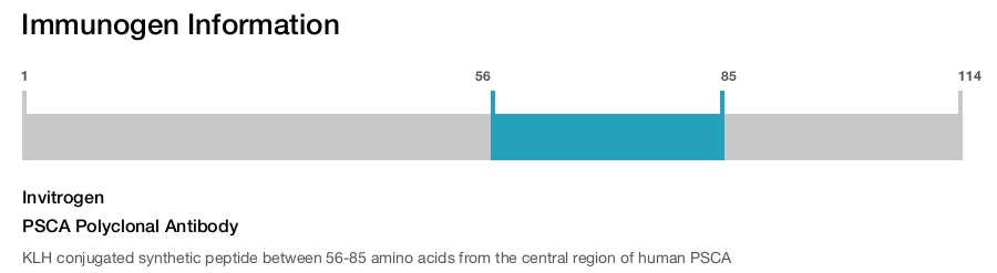 PSCA Polyclonal Antibody