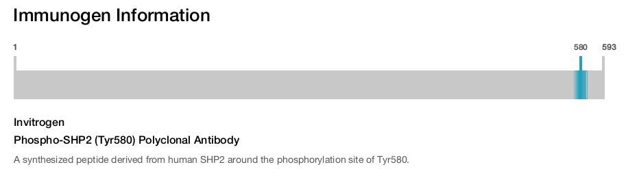 Phospho-SHP2 (Tyr580) Polyclonal Antibody