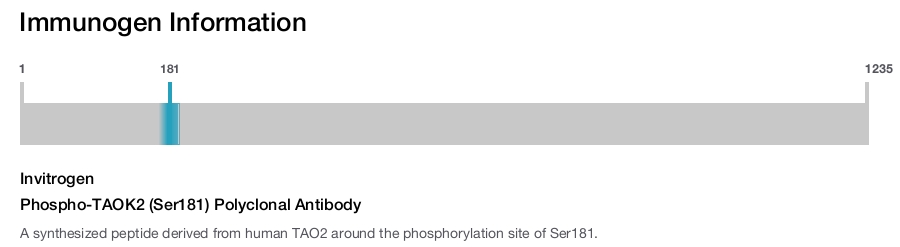 Phospho-TAOK2 (Ser181) Polyclonal Antibody