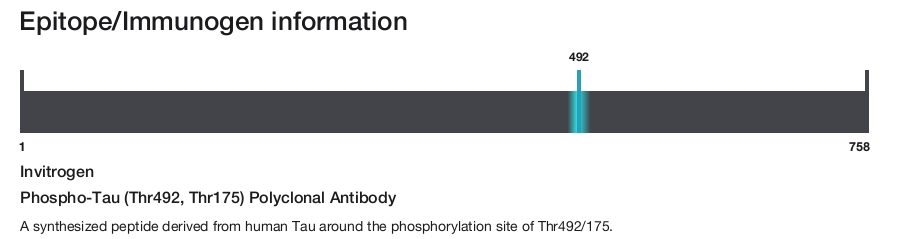 Phospho-Tau (Thr492, Thr175) Polyclonal Antibody