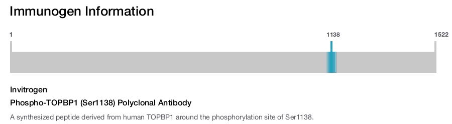 Phospho-TOPBP1 (Ser1138) Polyclonal Antibody