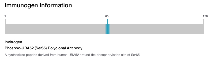 Phospho-UBA52 (Ser65) Polyclonal Antibody