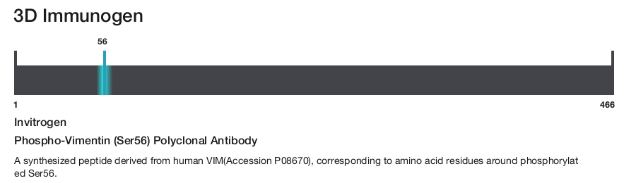 Phospho-Vimentin (Ser56) Polyclonal Antibody