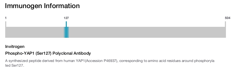 Phospho-YAP1 (Ser127) Polyclonal Antibody