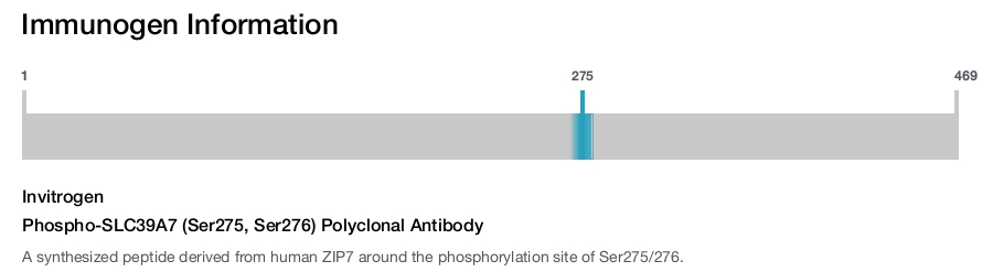 Phospho-SLC39A7 (Ser275, Ser276) Polyclonal Antibody