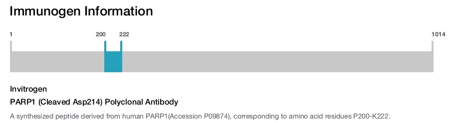 PARP1 (Cleaved Asp214) Polyclonal Antibody