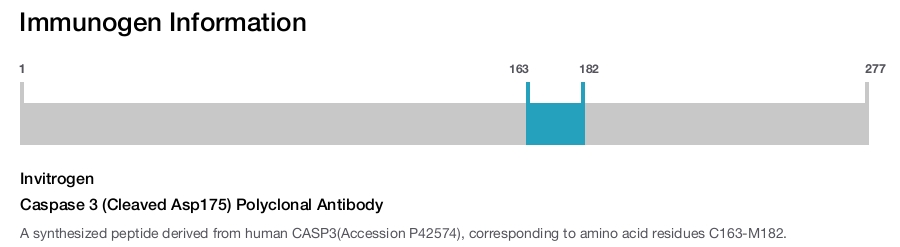 Caspase 3 (Cleaved Asp175) Polyclonal Antibody
