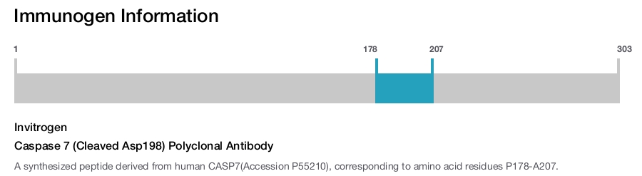 Caspase 7 (Cleaved Asp198) Polyclonal Antibody