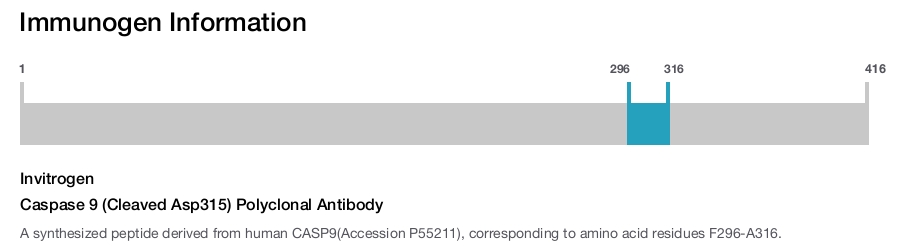 Caspase 9 (Cleaved Asp315) Polyclonal Antibody