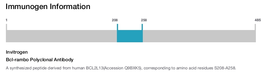 Bcl-rambo Polyclonal Antibody