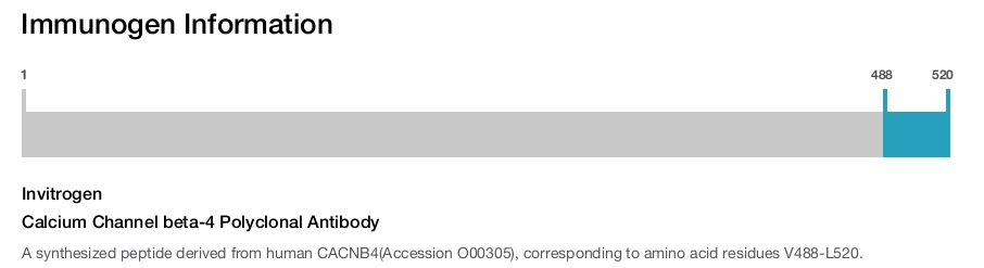 Calcium Channel beta-4 Polyclonal Antibody