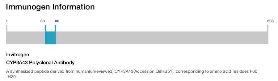 CYP3A43 Polyclonal Antibody