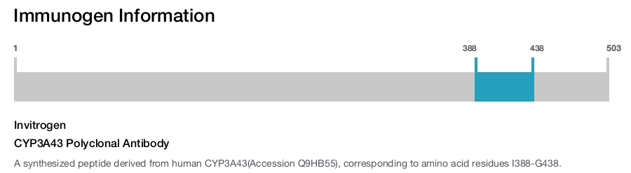 CYP3A43 Polyclonal Antibody
