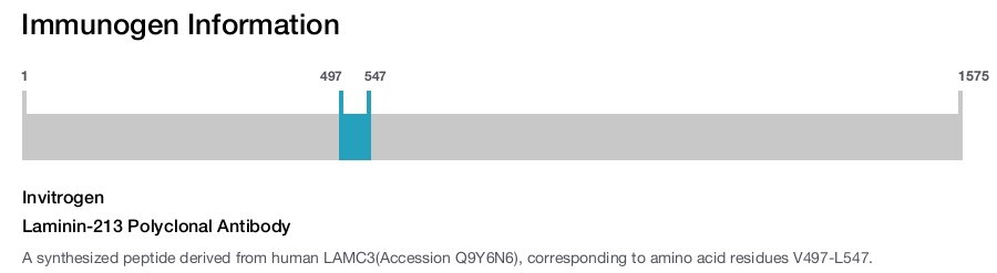 Laminin-213 Polyclonal Antibody