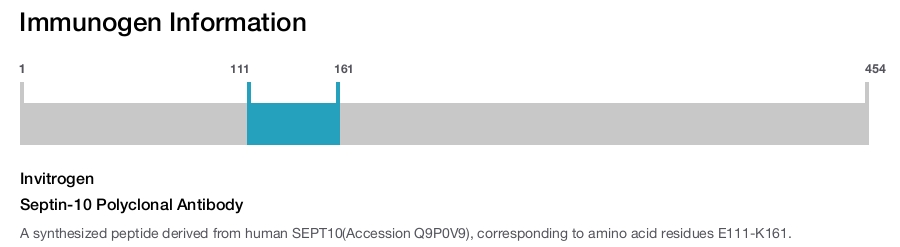 Septin-10 Polyclonal Antibody