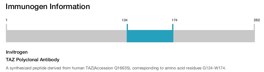 TAZ Polyclonal Antibody