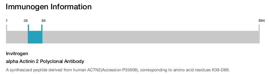 alpha Actinin 2 Polyclonal Antibody