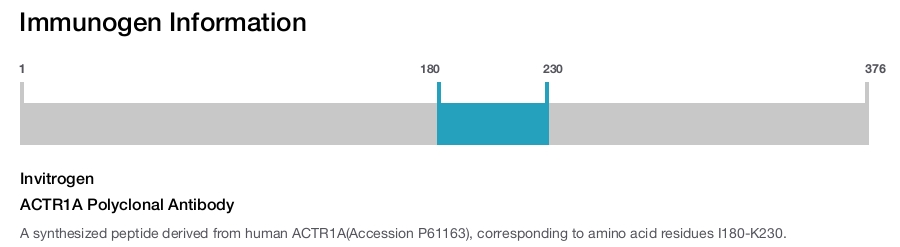 ACTR1A Polyclonal Antibody