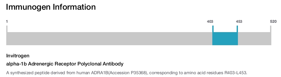 alpha-1b Adrenergic Receptor Polyclonal Antibody