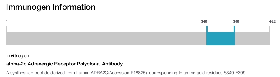 alpha-2c Adrenergic Receptor Polyclonal Antibody