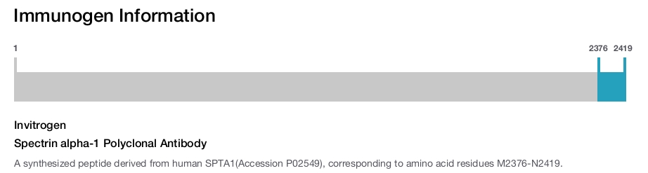 Spectrin alpha-1 Polyclonal Antibody