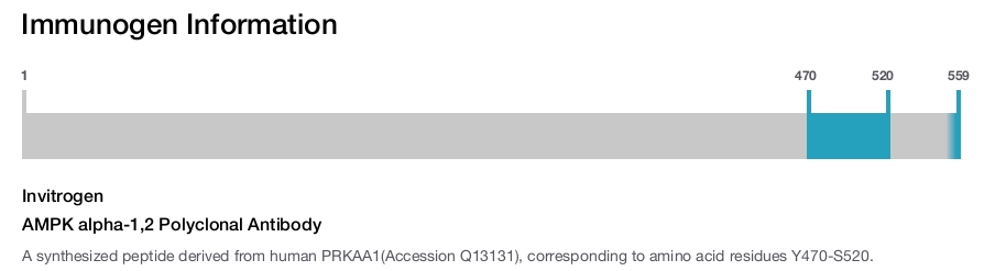 AMPK alpha-1,2 Polyclonal Antibody