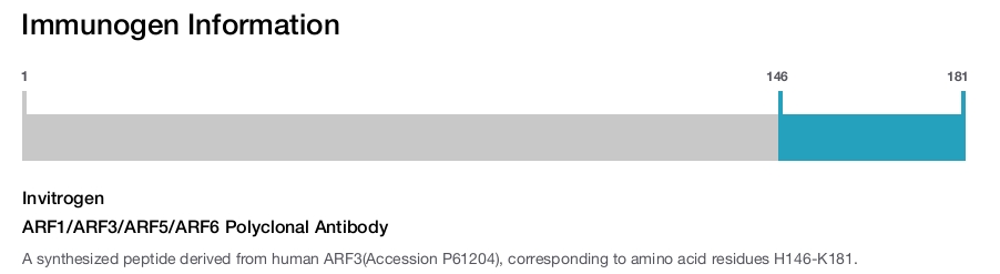 ARF1/ARF3/ARF5/ARF6 Polyclonal Antibody