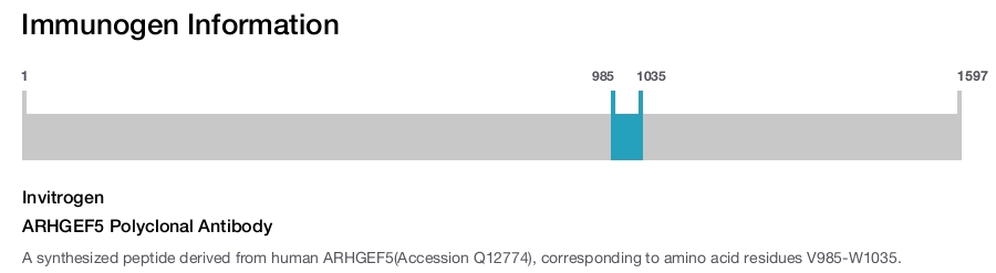 ARHGEF5 Polyclonal Antibody