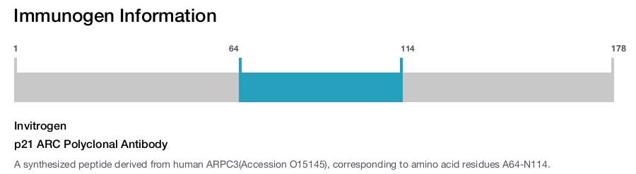 p21 ARC Polyclonal Antibody