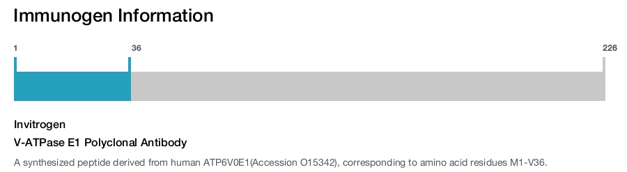 V-ATPase E1 Polyclonal Antibody