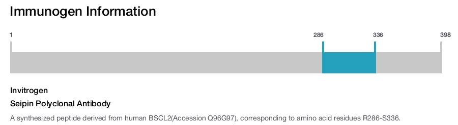 Seipin Polyclonal Antibody