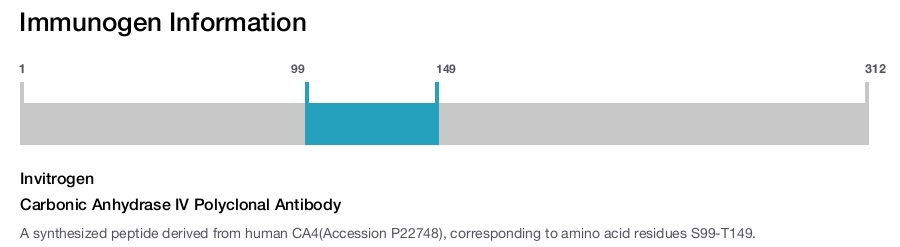 Carbonic Anhydrase IV Polyclonal Antibody