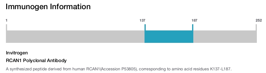 RCAN1 Polyclonal Antibody