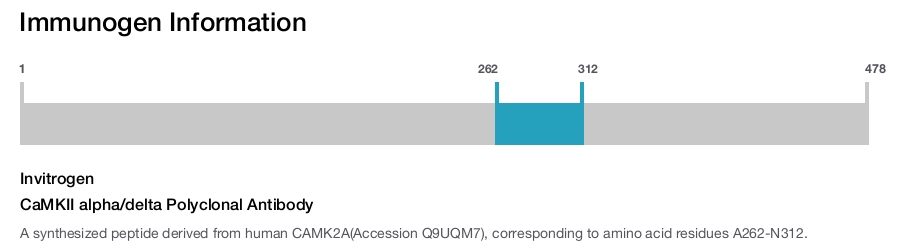 CaMKII alpha/delta Polyclonal Antibody