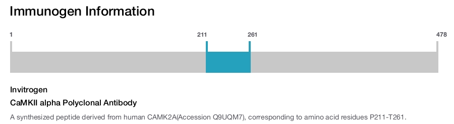 CaMKII alpha Polyclonal Antibody
