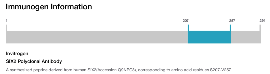 SIX2 Polyclonal Antibody