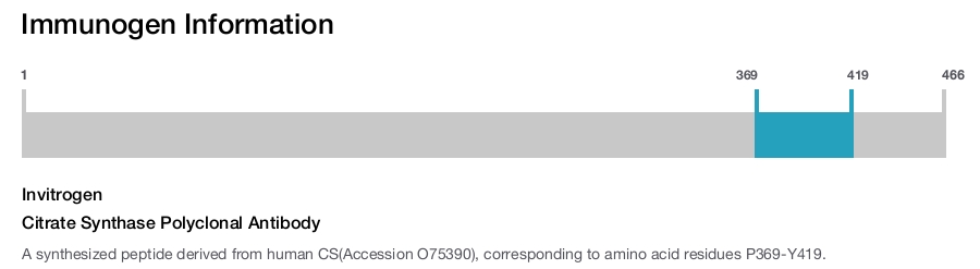 Citrate Synthase Polyclonal Antibody