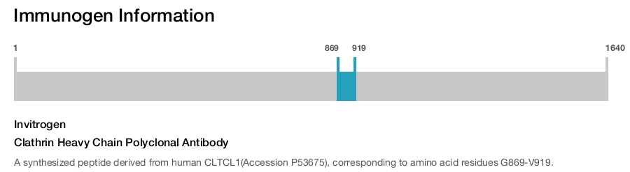 Clathrin Heavy Chain Polyclonal Antibody