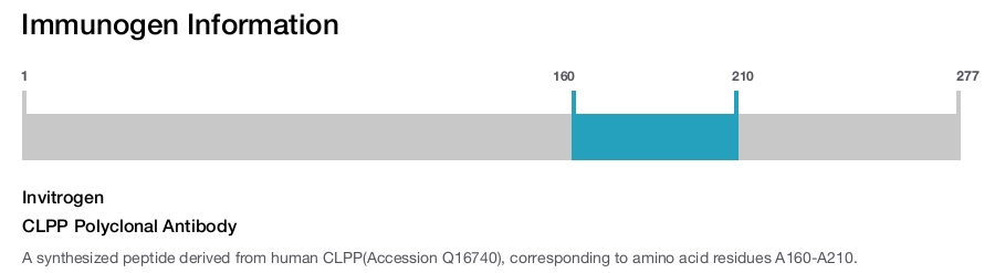 CLPP Polyclonal Antibody