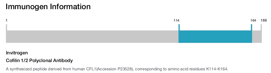 Cofilin 1/2 Polyclonal Antibody