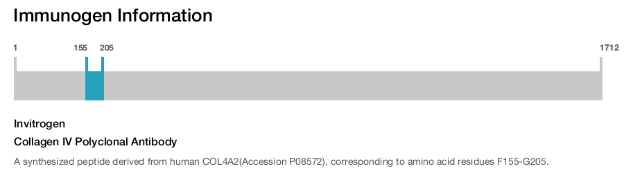 Collagen IV Polyclonal Antibody
